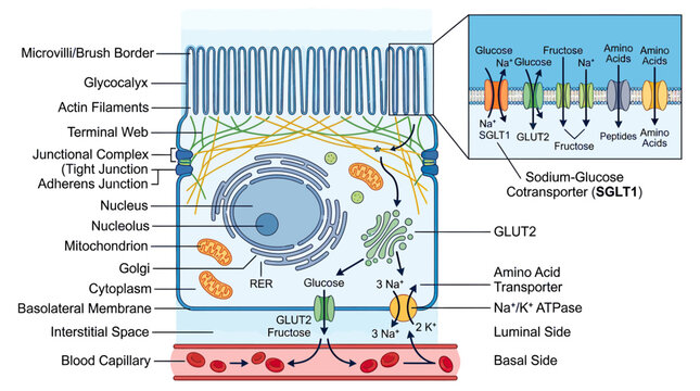 Intestinal Epithelial Cell Structure and Nutrient Absorption Diagram