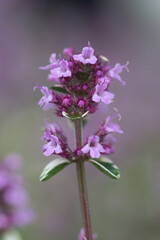 Obraz premium Macro image of a flowering thyme plant in a garden