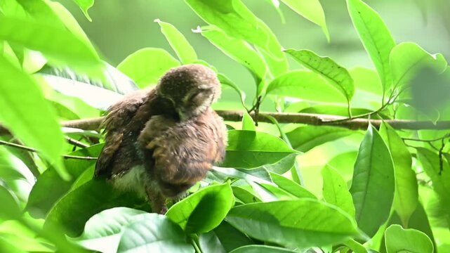 Cute fluffy small brown owl perched on a tree branch looking up amidst vibrant green foliage in its natural daytime habitat.