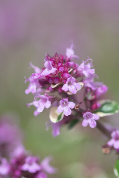Macro image of a flowering thyme plant in a garden