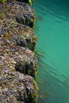 Seaweed on the harbour wall at Mevagissey Cornwall