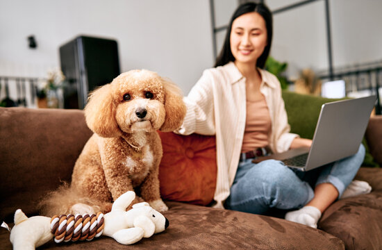 Woman working on laptop with poodle at home,