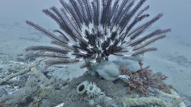 A black and white feather star clings to a small white coral colony on a tropical reef in the Banda Sea near Dili, Timor-Leste.