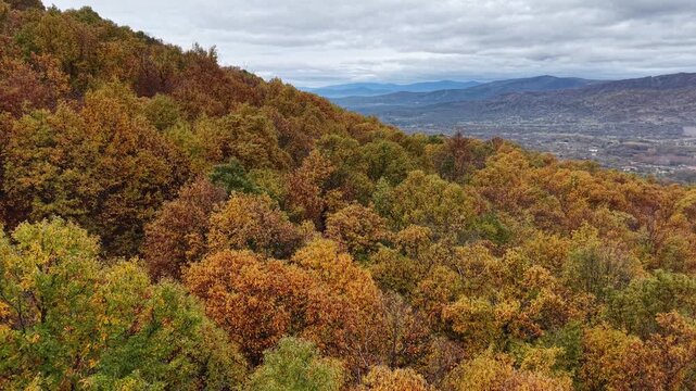 Aerial view of a dense autumn forest with vibrant orange and yellow chestnut trees on the hillsides of Hervas, Extremadura, Spain.