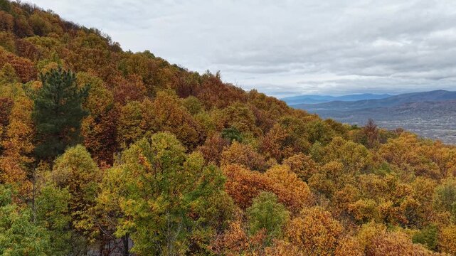 Aerial view of dense forest with vibrant autumn foliage covering the rolling hills under a cloudy sky in Hervas, Extremadura, Spain.