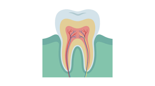 Anatomical human tooth cross-section showing internal layers and nerve structure flat design vector illustration