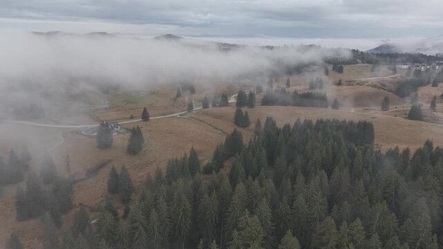 Dense Fog Rolling Through Misty Pine Forest