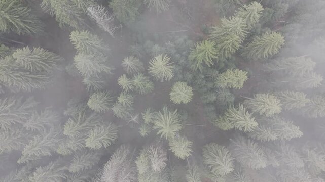 Dense Fog Rolling Through Misty Pine Forest