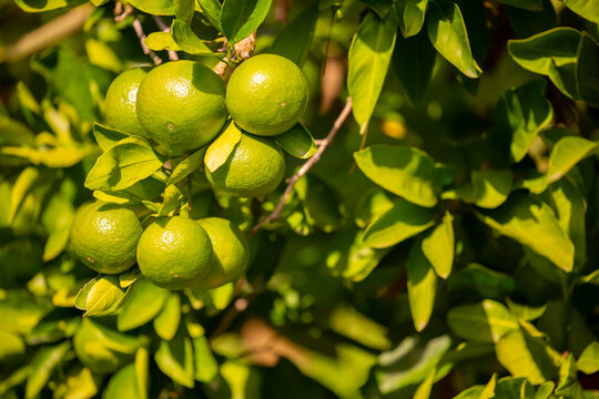 Unripe oranges on the branches. Citrus trees with green tangerines. Lemons and oranges on tree branches.