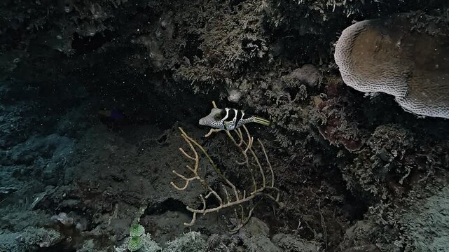 Intimate close-up of a Valentinni pufferfish, Canthigaster valentini, resting inside a dim coral reef hole.