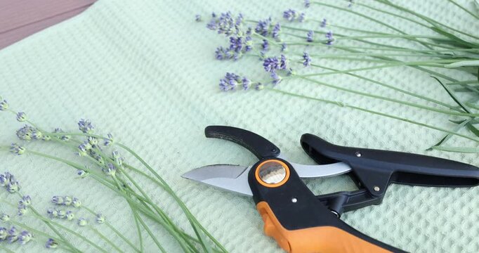 Garden pruner tool with fresh lavender stems on green background. Commercial equipment video clip with organic herbal flowers for store catalog.