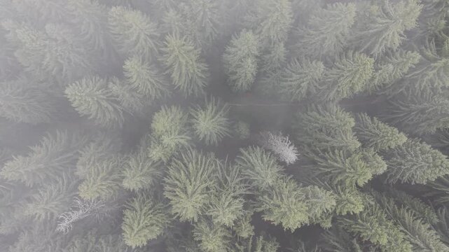 Dense Fog Rolling Through Misty Pine Forest