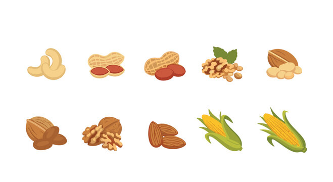 Assorted nuts and grains including cashews peanuts walnuts almonds and corn on the cob depicted in a clean flat illustration style.