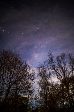 A window to the Cosmos: starry sky framed by winter trees, Mount Macedon, Victoria, Australia