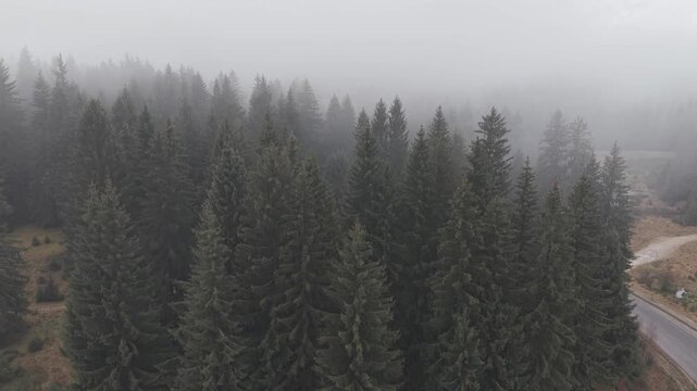 Dense Fog Rolling Through Misty Pine Forest
