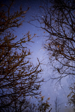 A window to the Cosmos: starry sky framed by winter trees, Mount Macedon, Victoria, Australia