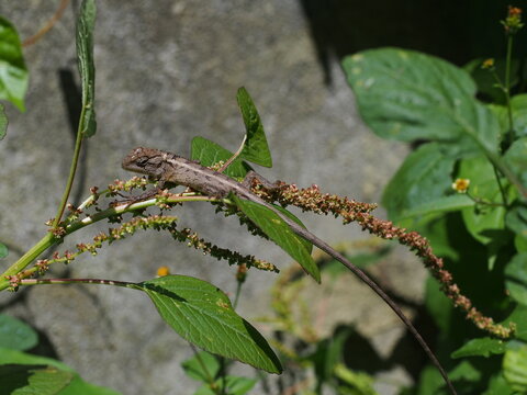 Oriental garden lizard, an agamid lizard - Calotes versicolor