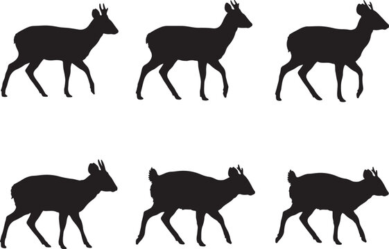 Northern pudu deer in art.