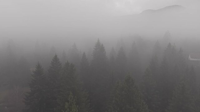 Dense Fog Rolling Through Misty Pine Forest