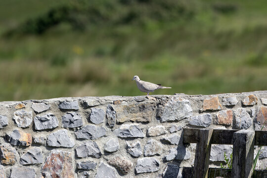 Eurasian collared dove on a stone wall
