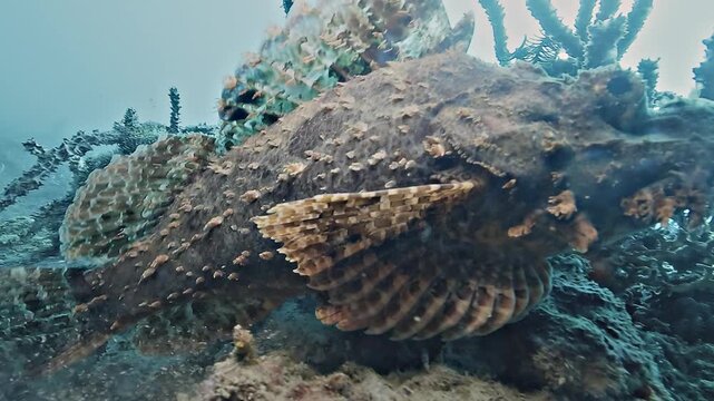 Close-up of a brown scorpionfish, Scorpaenidae sp., moving across a rock with rough skin and venomous dorsal spines.