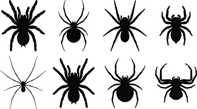 Set of black spider silhouettes including tarantula widow and house spiders isolated on a white background