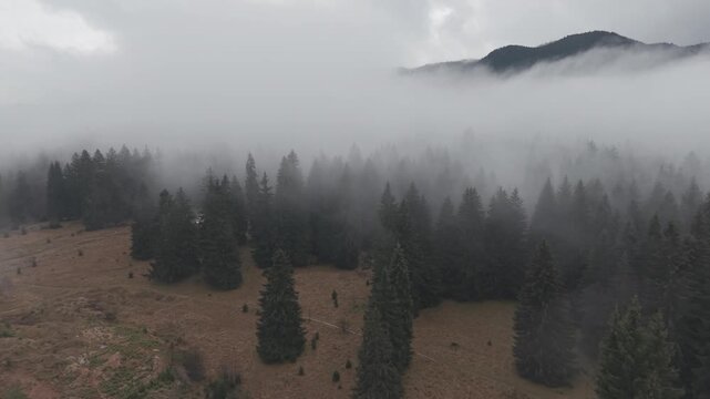 Dense Fog Rolling Through Misty Pine Forest
