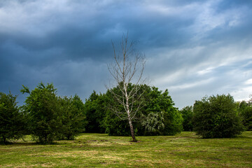 Fototapeta premium Dramatic dark storm clouds hang over a green meadow with a bare silver birch tree, shrubs, and flowering dog rose in the background. Useful for weather, storm, climate, moody landscape, parkland, and 
