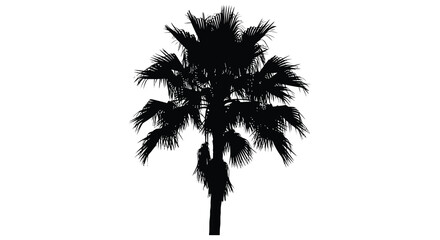 Palm tree silhouette against a white background tropical vegetation outline © Nazrul