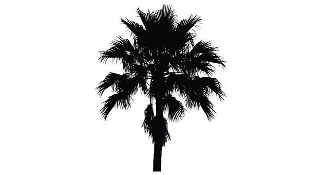 Palm tree silhouette against a white background tropical vegetation outline