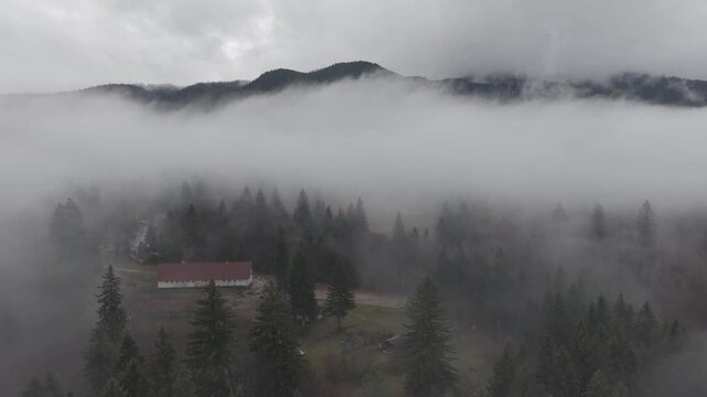 Dense Fog Rolling Through Misty Pine Forest