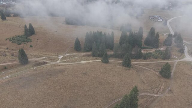 Dense Fog Rolling Through Misty Pine Forest
