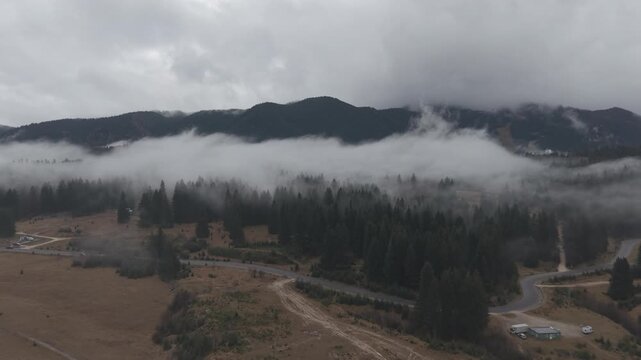 Dense Fog Rolling Through Misty Pine Forest