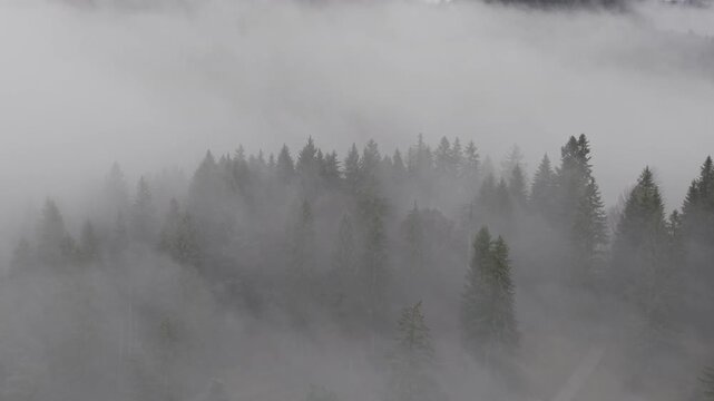 Dense Fog Rolling Through Misty Pine Forest