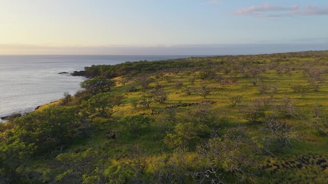 Aerial view of Kapaa Beach Park featuring scattered kiawe trees across the grassy coastal landscape during golden hour in Hawi, Hawaii, United States.