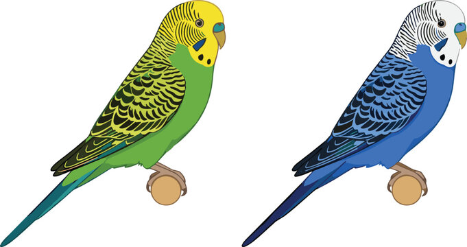 Budgie parrot illustration set featuring realistic green and blue parakeets perched on wooden dowels for pet shops and avian care designs