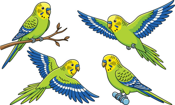 Budgie parrot vector collection featuring vibrant green parakeets in flying and perched poses for veterinary clinics and educational biology designs