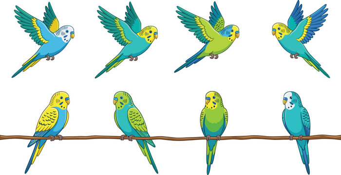 Budgie parrot set featuring colorful parakeets flying and perched on a branch for pet store branding and avian nature designs