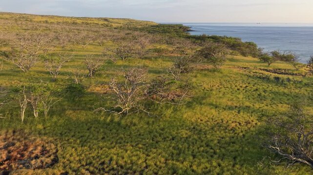 Aerial view of kiawe trees and grassy coastal landscape at Kapaa Beach Park in Hawi, Hawaii, United States.
