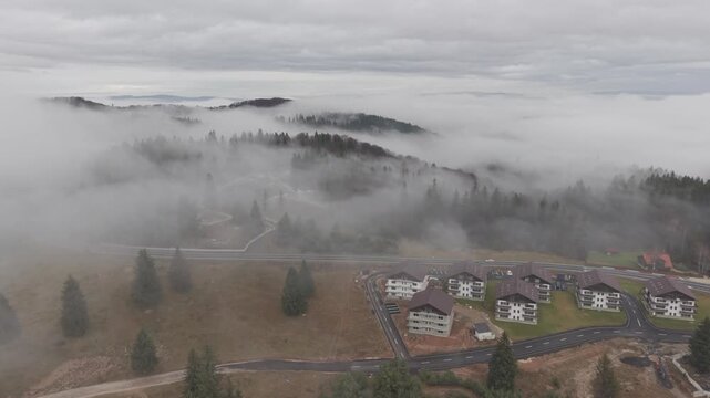 Dense Fog Rolling Through Misty Pine Forest