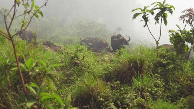 A captivating cinematic clip of wild african buffaloes in dense fog and lush green landscape, tranquil nature scene.