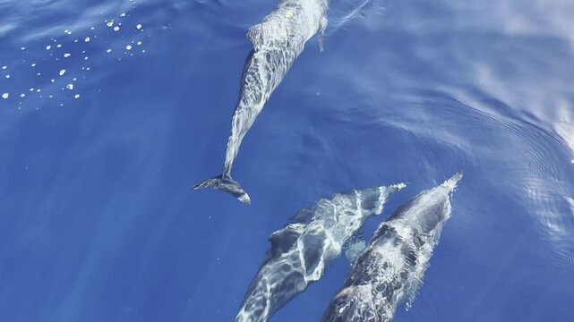 Slow-motion view of dwarf spinner dolphins (Stenella longirostris roseiventris) swimming ahead of a boat as shimmering sunlight creates moving patterns across their backs.