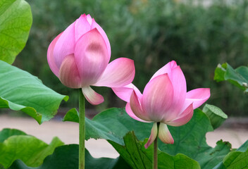 Obraz premium ピンク色の蓮の花