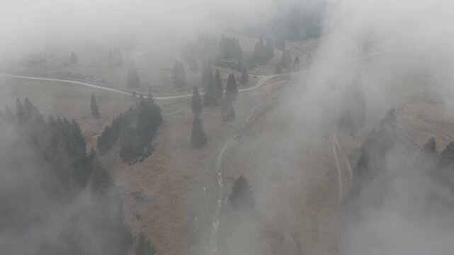 Misty Fog Rolling Over Dense Pine Forest at Dawn