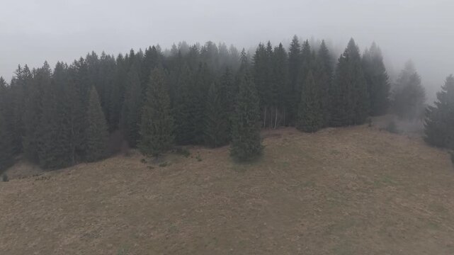 Misty Fog Rolling Over Dense Pine Forest at Dawn