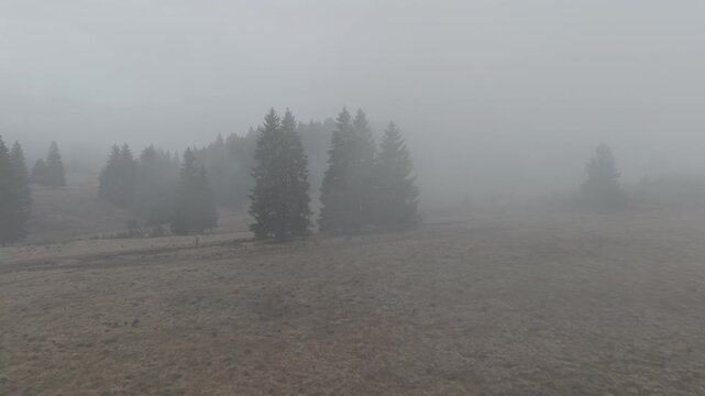 Misty Fog Rolling Over Dense Pine Forest at Dawn