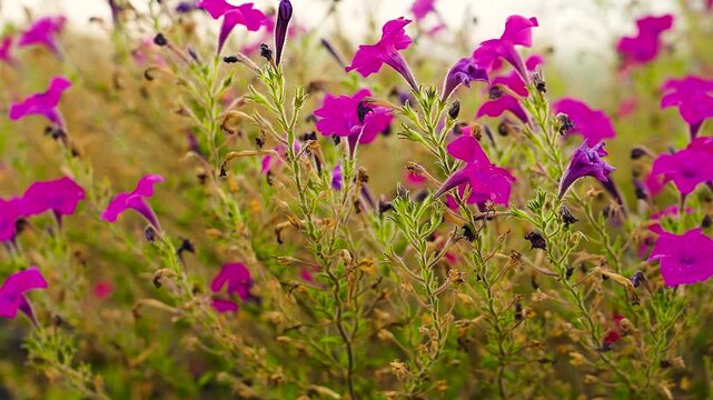Pink petunias blooming in the garden.