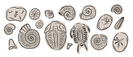 Hand drawn fossil collection with ammonites, trilobites, shells and prehistoric sea creatures. Paleontology vector set with vintage natural history elements. © Diana