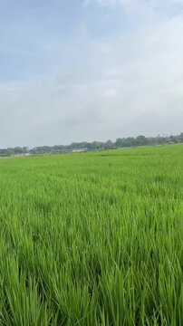 Green fields lit by sunlight.  Cool air  slowly passes through the fields. 