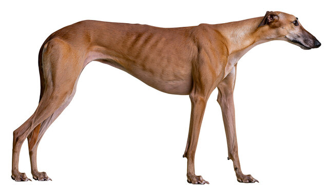 Thin brown greyhound dog standing profile view